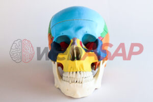 Crânio Clássico Colorido