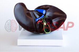 Figado com vesicula biliar