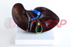 modelo anatomico figado