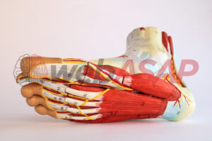 pé muscular modelo anatomico
