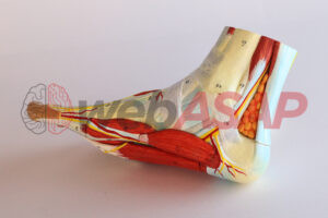 modelo anatômico pé