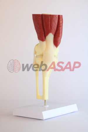 Articulação do Joelho com Musculos