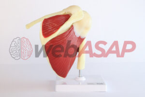 modelo anatomico do ombro