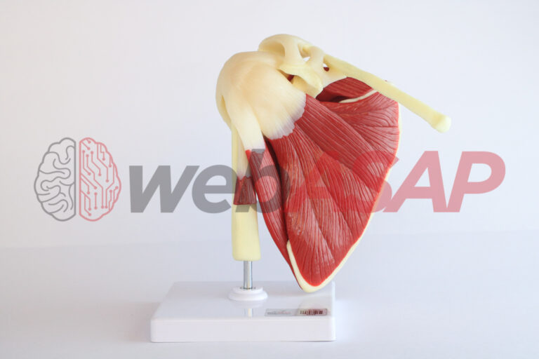 modelo anatomico do ombro