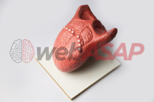 Peça Anatômica Língua (2.5X Tamanho Natural)