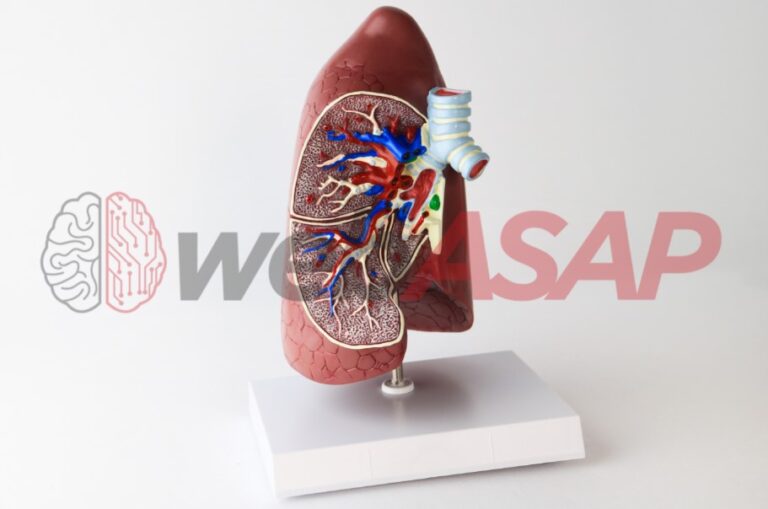 modelo anatomico pulmão