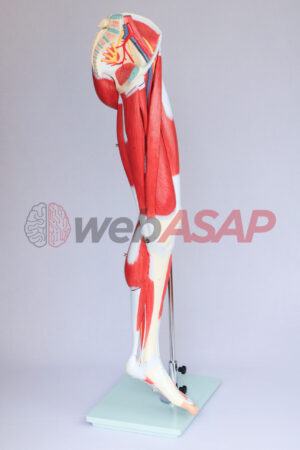 perna com músculos, nervos e veias