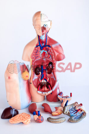 Torso Humano Bissexual 45 cm 24 Partes