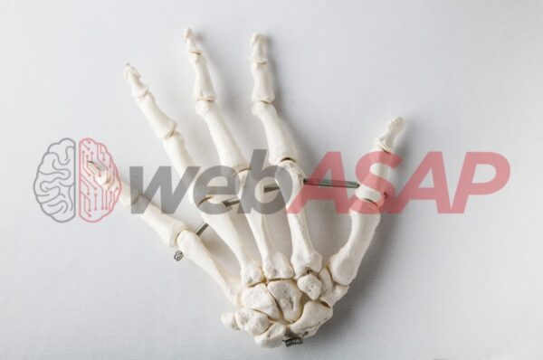 esqueleto da mão com ossos do punho