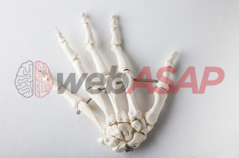 esqueleto da mão com ossos do punho