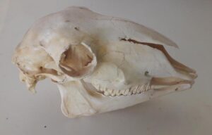 esqueleto bovino desarticulado