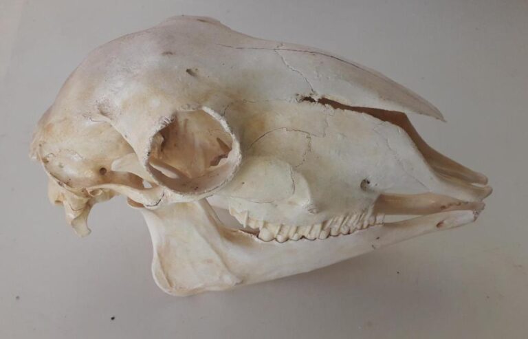 esqueleto bovino desarticulado