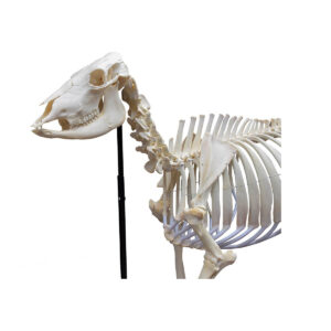 Esqueleto Articulado de Ovelha