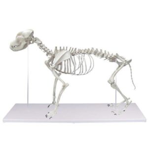 Esqueleto Articulado Canino