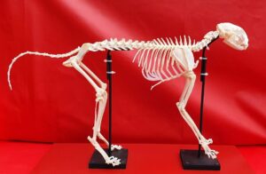 Esqueleto Articulado de Gato
