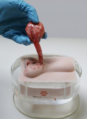 Simulador Pad de Orquiectomia Canina