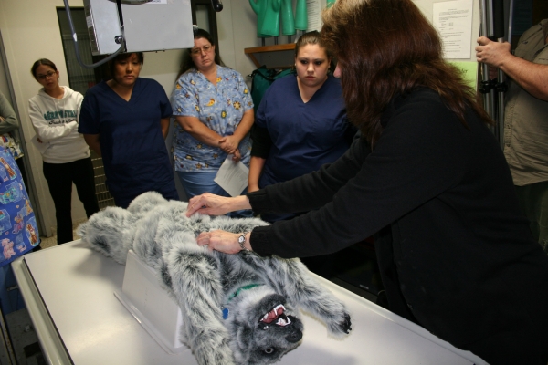 simulador de animal posicionado para procedimentos