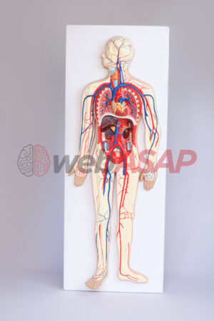 sistema circulatório
