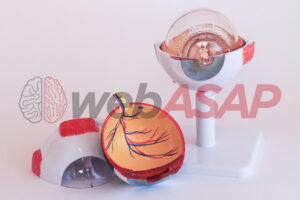 anatomia do olho em 8 partes