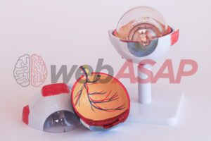 anatomia do olho em 8 partes