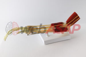 articulação do cotovelo com músculos