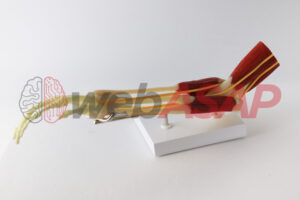 articulação do cotovelo com músculos