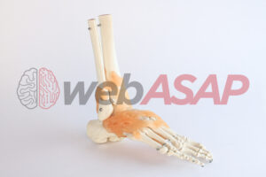 articulação do pé e tornozelo