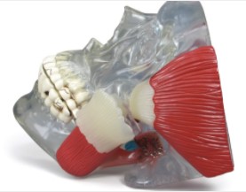 Modelo da articulação temporomandibular