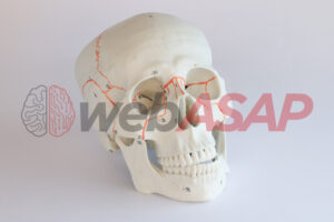 Crânio Clássico com Estruturas Numeradas