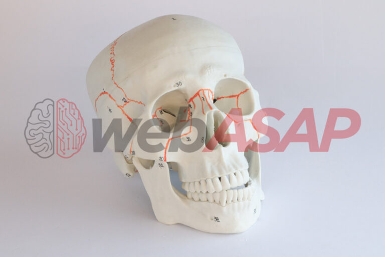 Crânio Clássico com Estruturas Numeradas