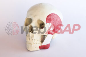 crânio clássico com músculos da mastigação