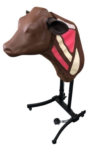 Simulador de injeção bovin