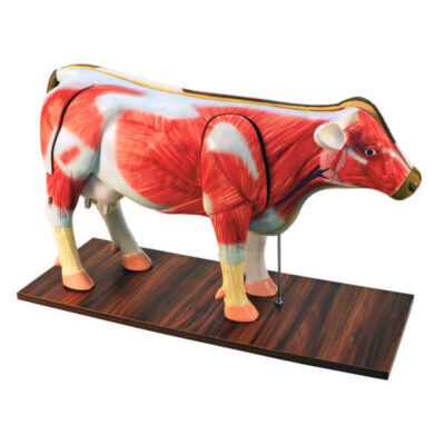 modelo anatomia de uma vaca
