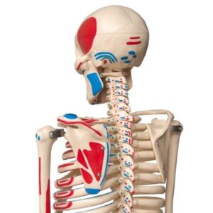 Esqueleto  Humano Articulado e Muscular com 85cm