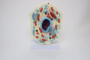 Modelo de Célula Animal