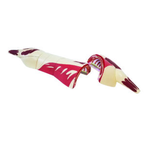 Modelos de Corte de Carne de Açougueiro