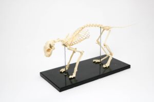 Modelo de Esqueleto de Gato