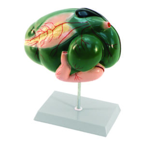 Modelo Anatômico do Sistema Digestivo de Ruminante