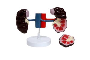 Modelo de Rim de Vaca