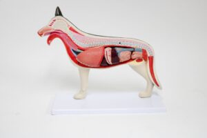 Modelo de Cachorro Pequeno