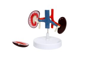 Modelo de Rim de Cachorro