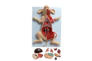 Porco Fetal Dissecado