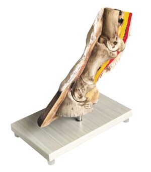 Modelo de Casco de Cavalo