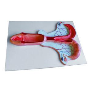 Modelo Anatômico do Sistema Reprodutor de Égua