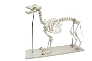 Modelo de Esqueleto de Cachorro Grande
