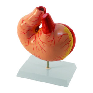 Modelo Estomâgo Suíno