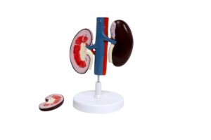 Modelo de Rim de Porco