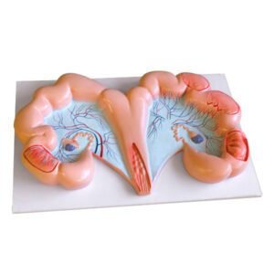 Modelo Anatômico do Sistema Reprodutor de Porca