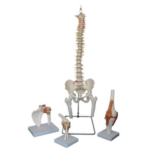 Conjunto de Modelos Articulares