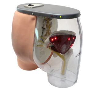 Simulador de injeção intramuscular Dorsogluteal das Nádegas